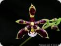 Phal. mannii Black